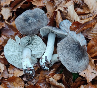 Tricholoma orirubens