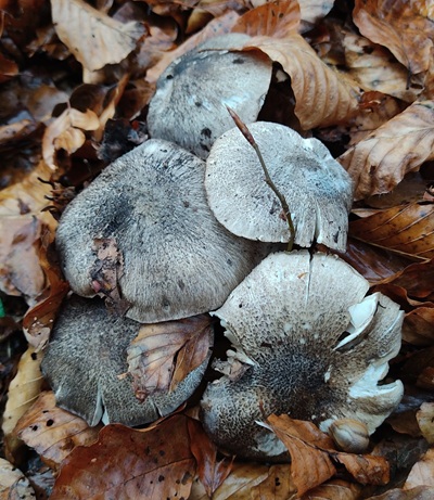 tricholoma-orirubens1