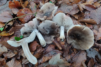 tricholoma-orirubens6