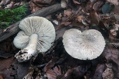 tricholoma-pardinum