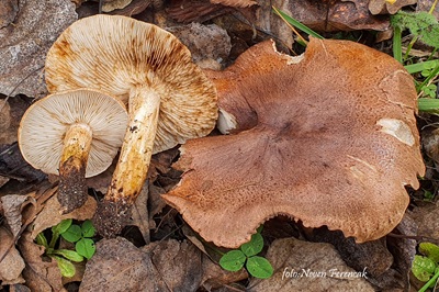 Tricholoma populinum
