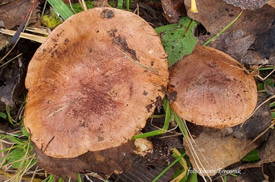 tricholoma-populinum1