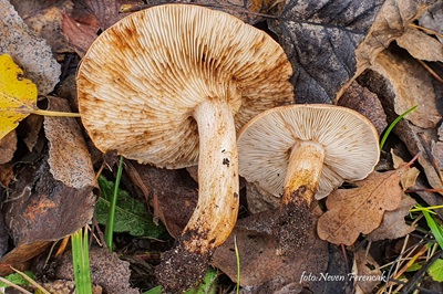 tricholoma-populinum2