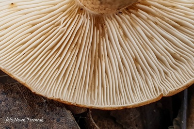 tricholoma-populinum3