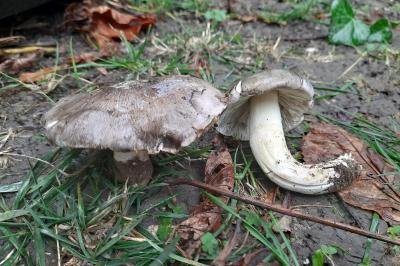 Tricholoma portentosum