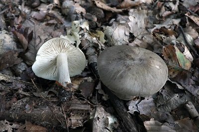 tricholoma-portentosum