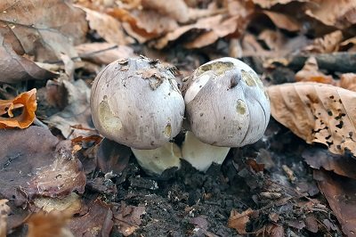 tricholoma-portentosum