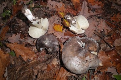 tricholoma-portentosum