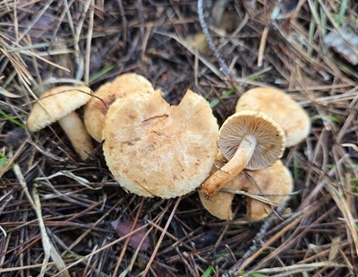Tricholoma psammopus