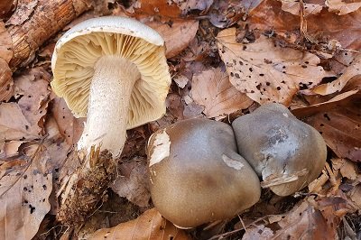 Tricholoma saponaceum