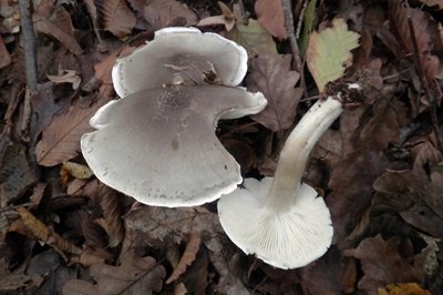 tricholoma-saponaceum