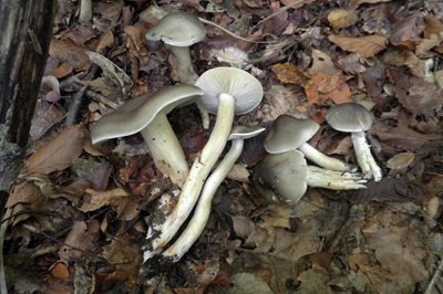 tricholoma-saponaceum