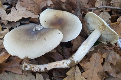 tricholoma-saponaceum