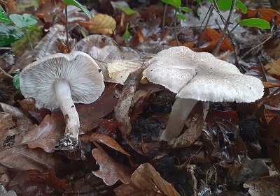 Tricholoma scalpturatum