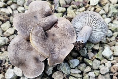 tricholoma-scalpturatum