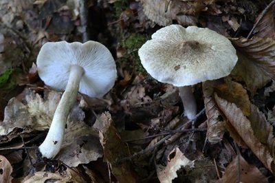 tricholoma-scalpturatum