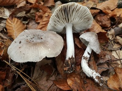 Tricholoma sciodes