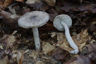tricholoma-sciodes1