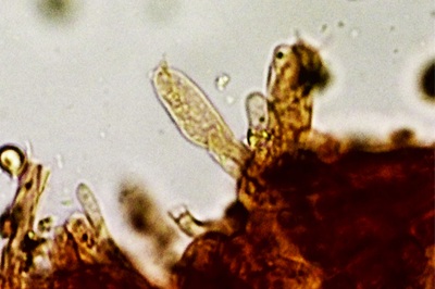 tricholoma-sciodes12