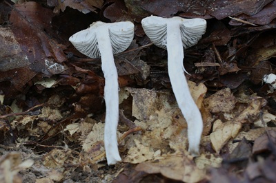 tricholoma-sciodes3