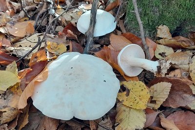 Tricholoma stiparophyllum