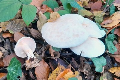 tricholoma-stiparophyllum