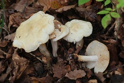 Tricholoma sulphurescens