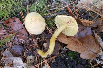 tricholoma-sulphureum