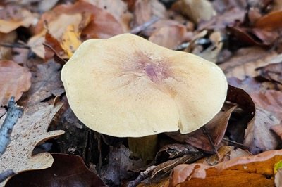 tricholoma-sulphureum