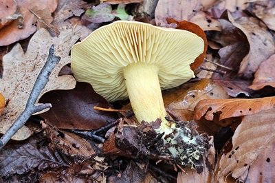 tricholoma-sulphureum