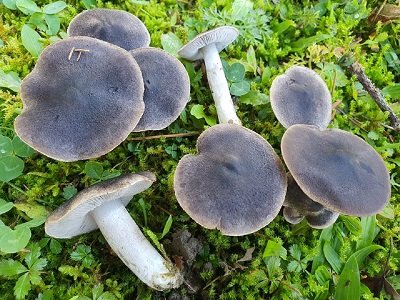 Tricholoma terreum