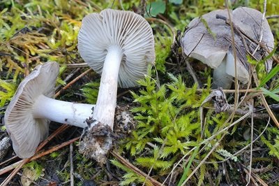 tricholoma-terreum