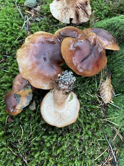 Tricholoma ustale