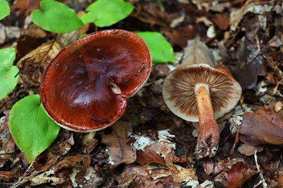 Tricholoma ustale