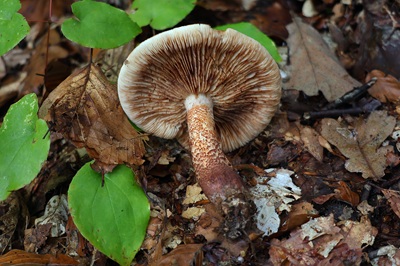 tricholoma-ustale1