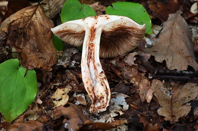 tricholoma-ustale2