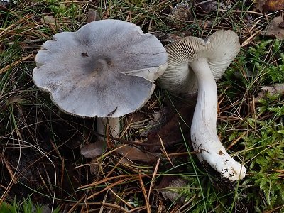 Tricholoma virgatum