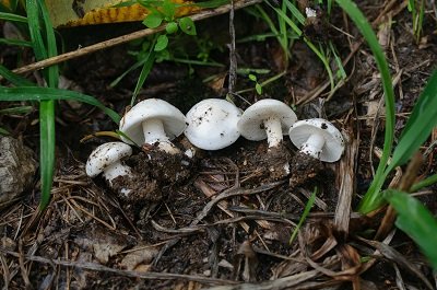 Tricholomella constricta