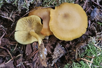 Tricholomopsis decora