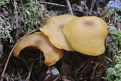 tricholomopsis-decora1