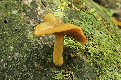 tricholomopsis-decora2