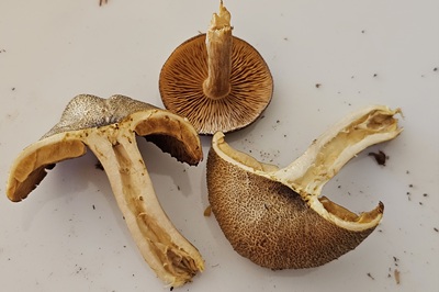 tricholomopsis-decora6