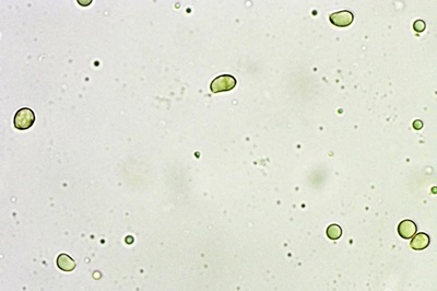 tricholomopsis-rutilans6