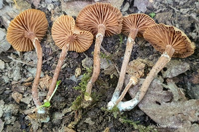 tubaria-conspersa1