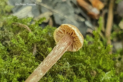 tubaria-conspersa2