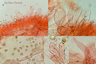 tubaria-conspersa3