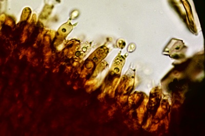 tubaria-furfuracea10