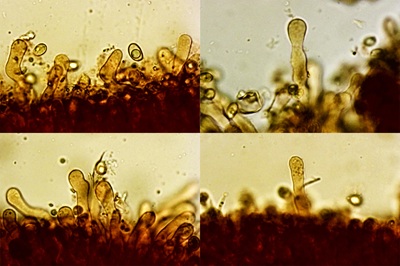 tubaria-furfuracea11