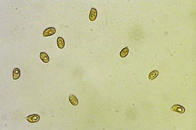 tubaria-furfuracea9