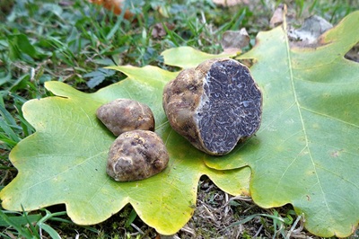 Tuber dryophilum